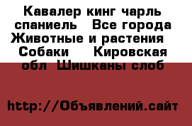 Кавалер кинг чарль спаниель - Все города Животные и растения » Собаки   . Кировская обл.,Шишканы слоб.